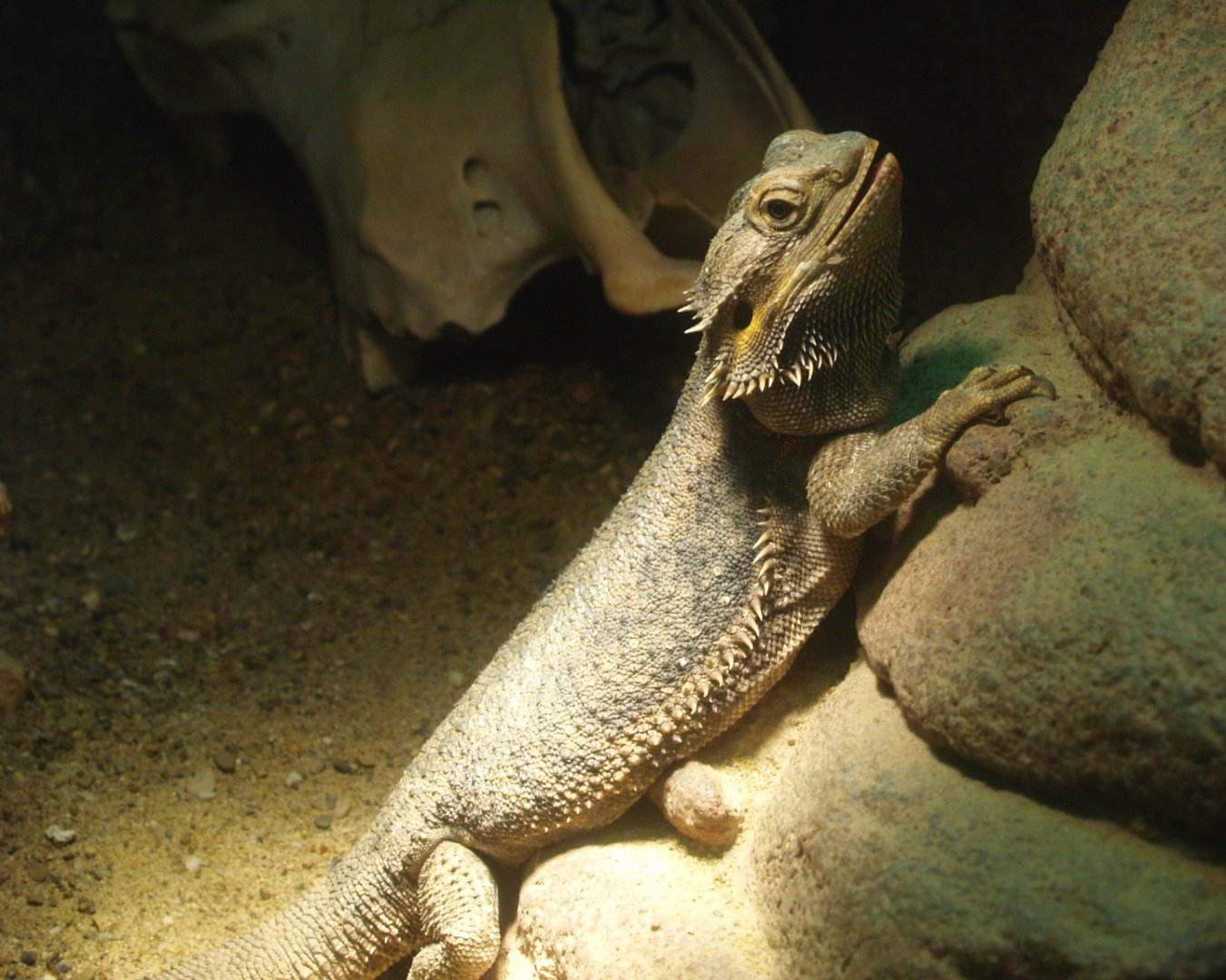 Central bearded dragon (Pogona vitticeps), 2014-02-16
