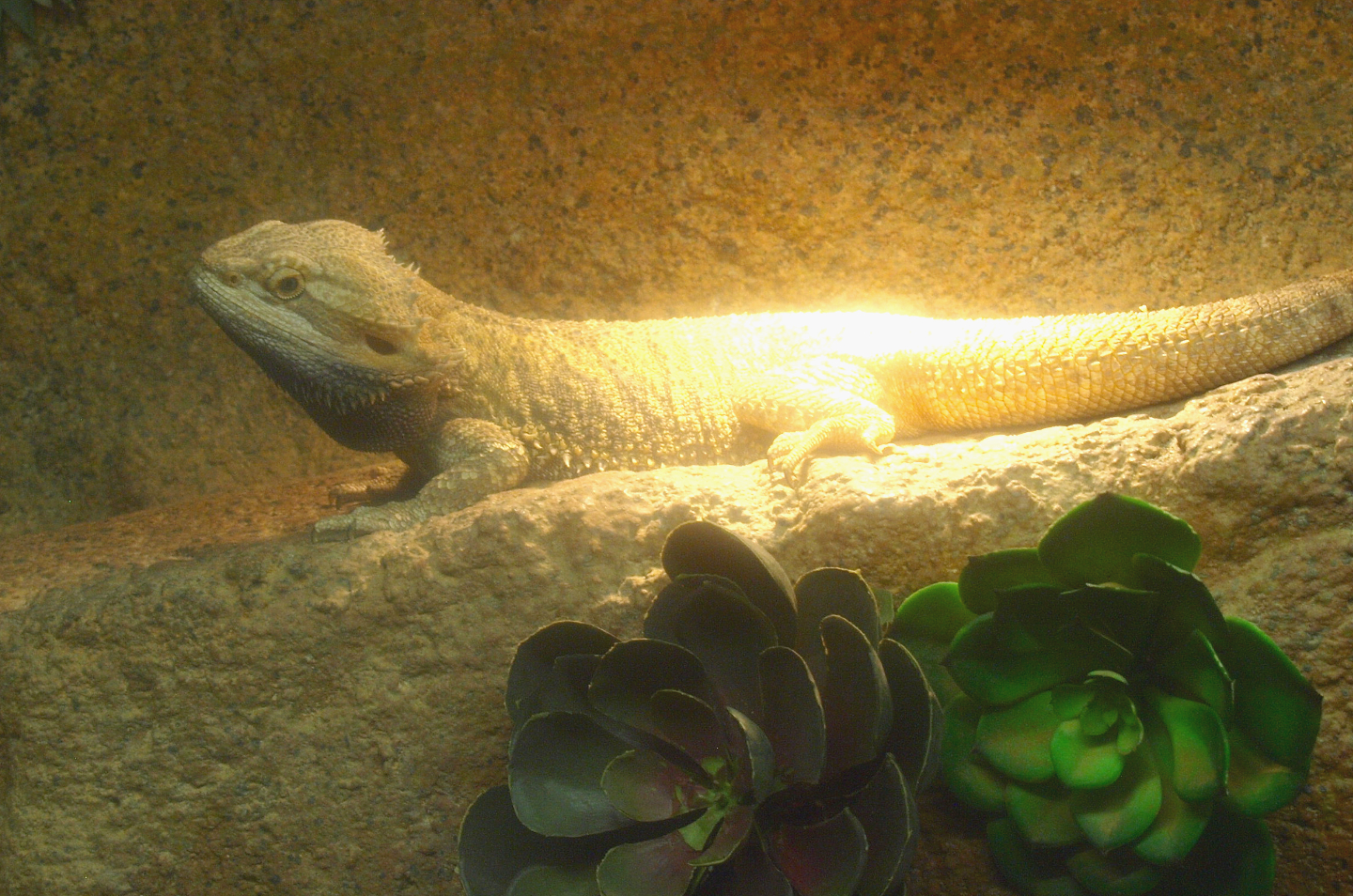 Central bearded dragon (Pogona vitticeps), 2017-02-06