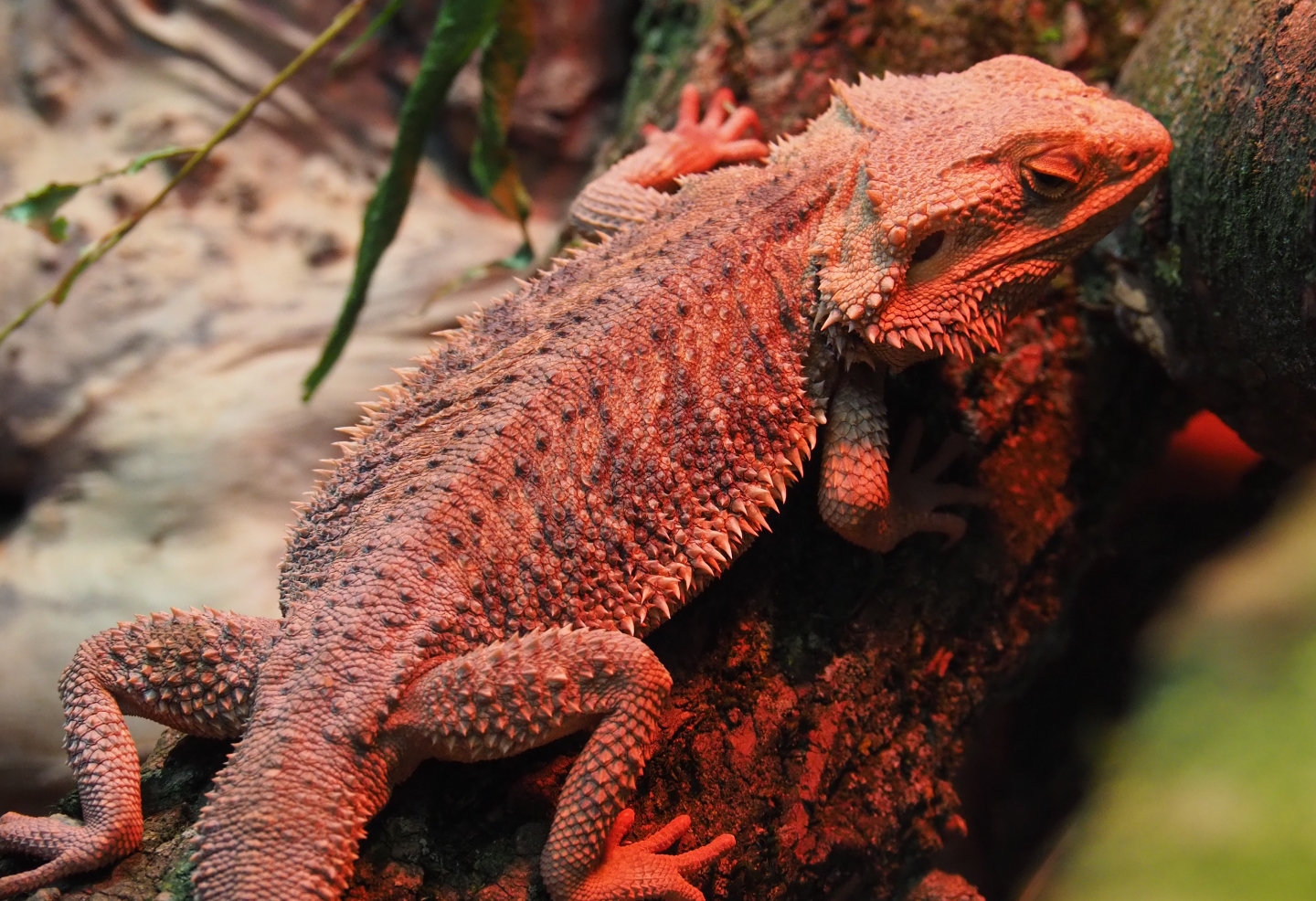 Central bearded dragon (Pogona vitticeps), 2019-05-31