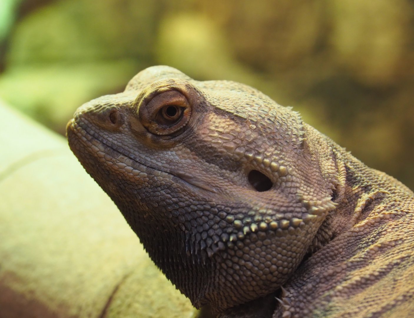 Central bearded dragon (Pogona vitticeps), 2020-01-11