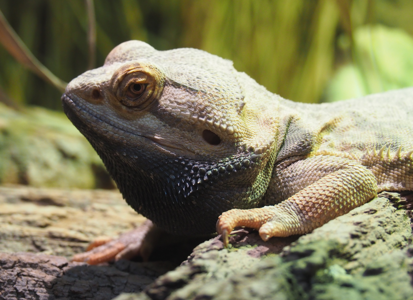 Central bearded dragon (Pogona vitticeps), 2020-05-23