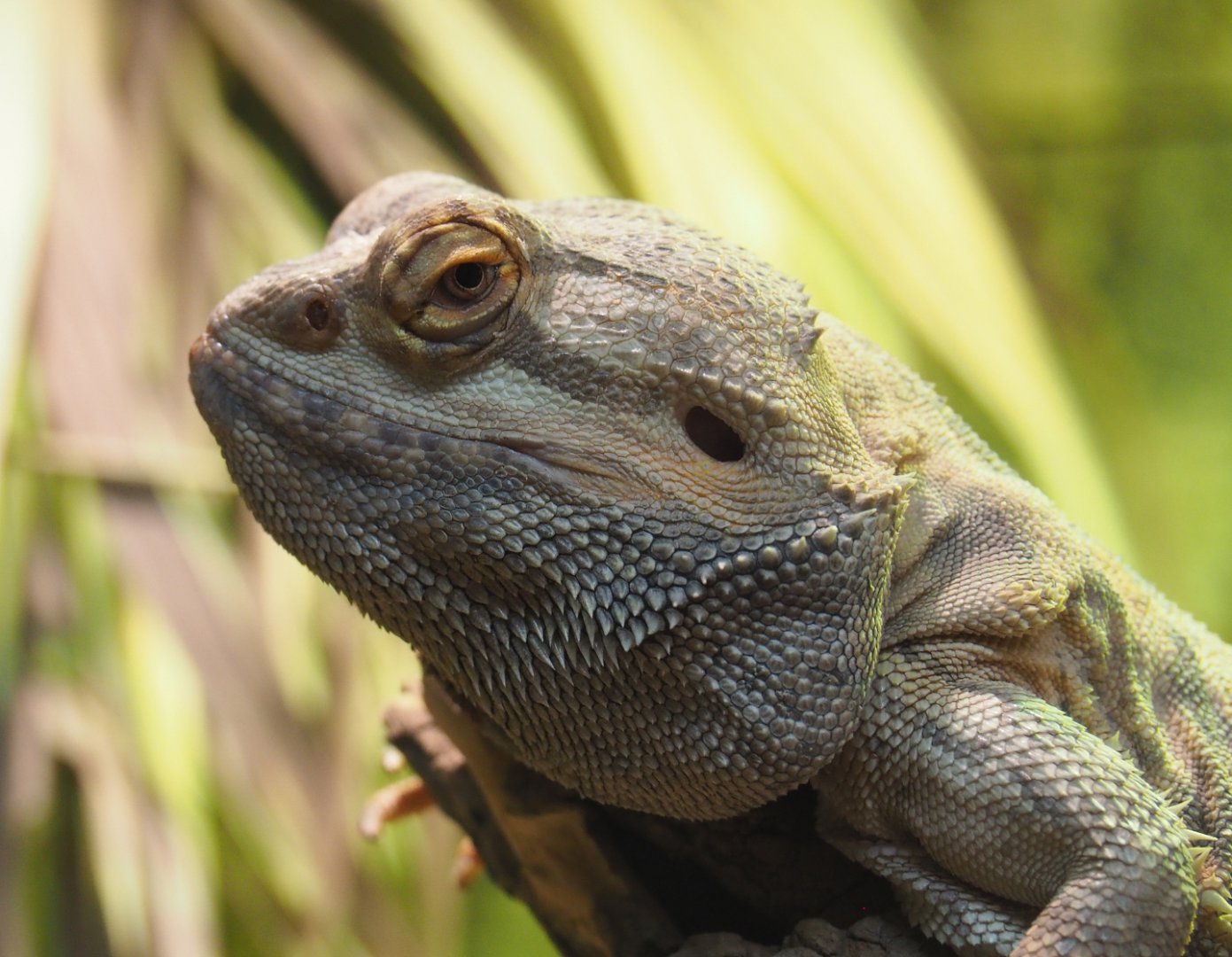 Central bearded dragon (Pogona vitticeps), 2020-07-14