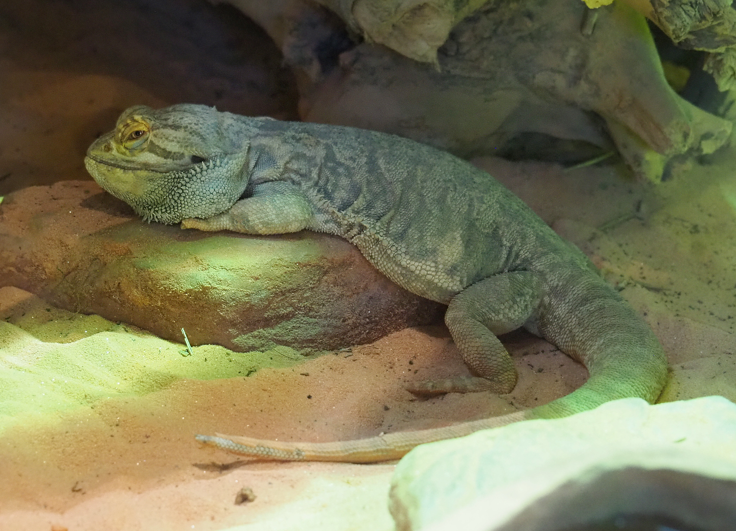 Central bearded dragon (Pogona vitticeps), 2020-07-21