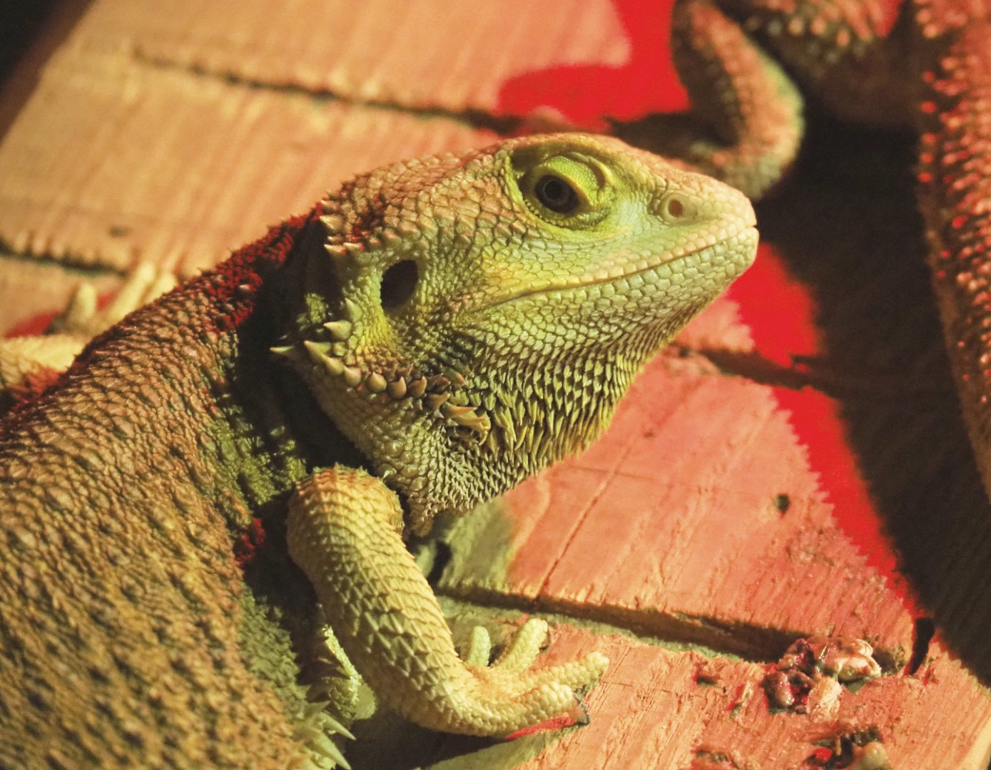Central bearded dragon (Pogona vitticeps), 2020-09-12