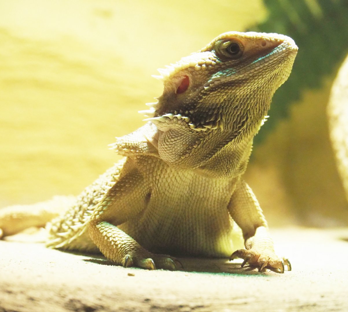 Central bearded dragon (Pogona vitticeps), 2020-09-12