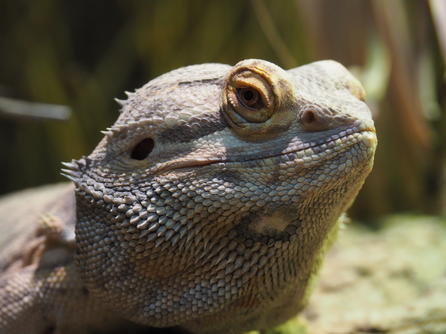 Central bearded dragon (Pogona vitticeps), 2020-09-16