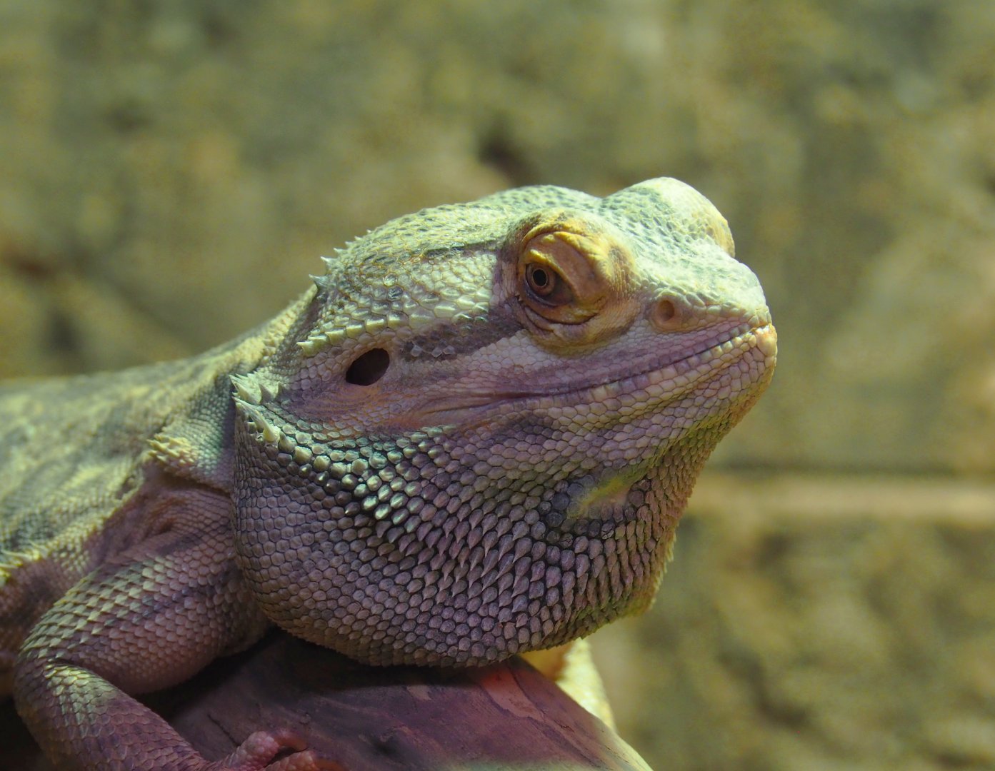 Central bearded dragon (Pogona vitticeps), 2021-07-03