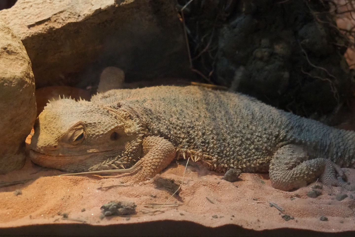 Central bearded dragon (Pogona vitticeps), 2021-10-10