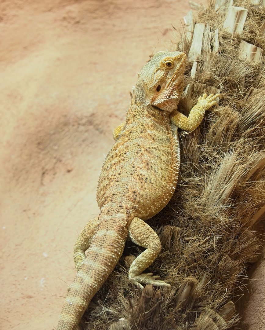 Central bearded dragon (Pogona vitticeps), 2023-07-22