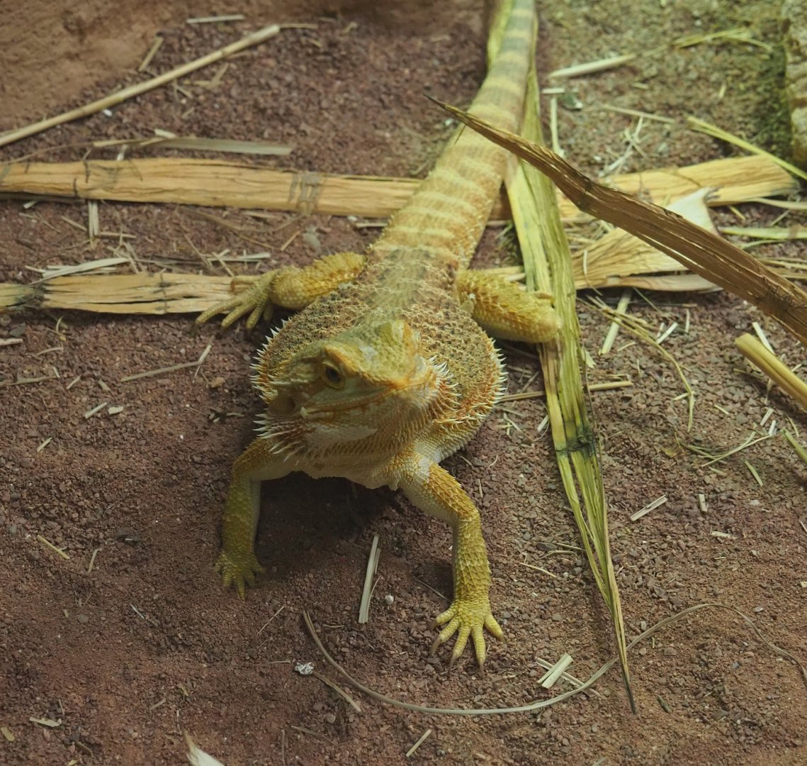 Central bearded dragon (Pogona vitticeps), 2024-02-17