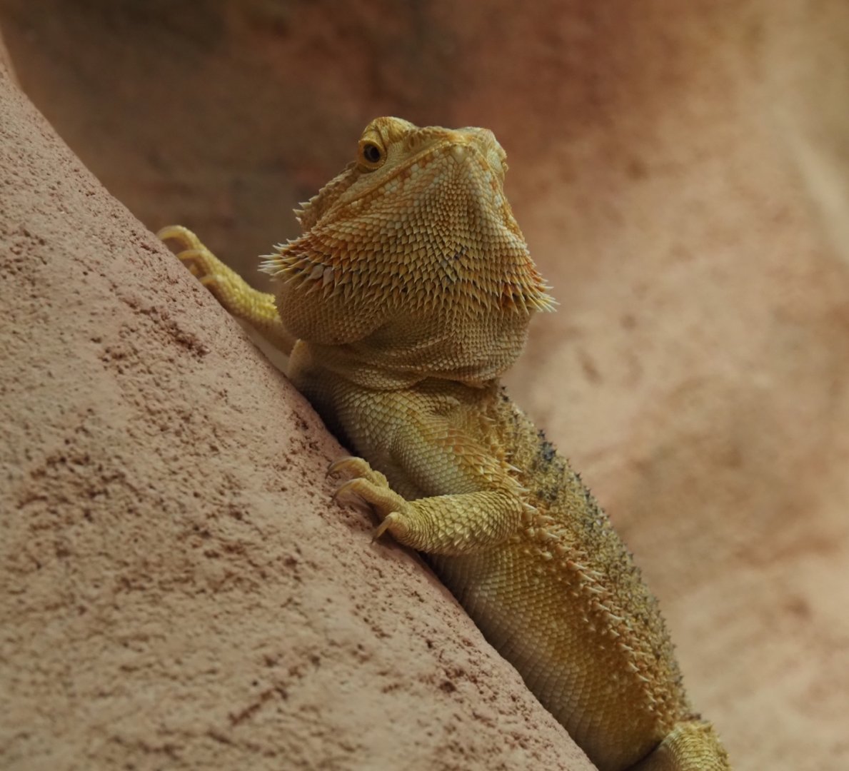 Central bearded dragon (Pogona vitticeps), 2024-03-09