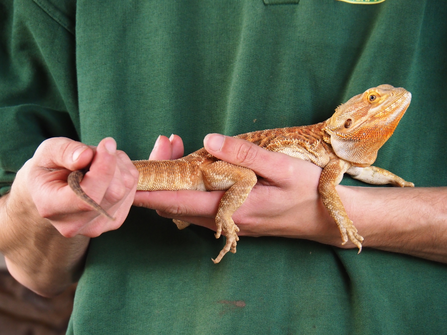 Central bearded dragon (Pogona vitticeps) during creepy critters animal presentation, 2019-04-06