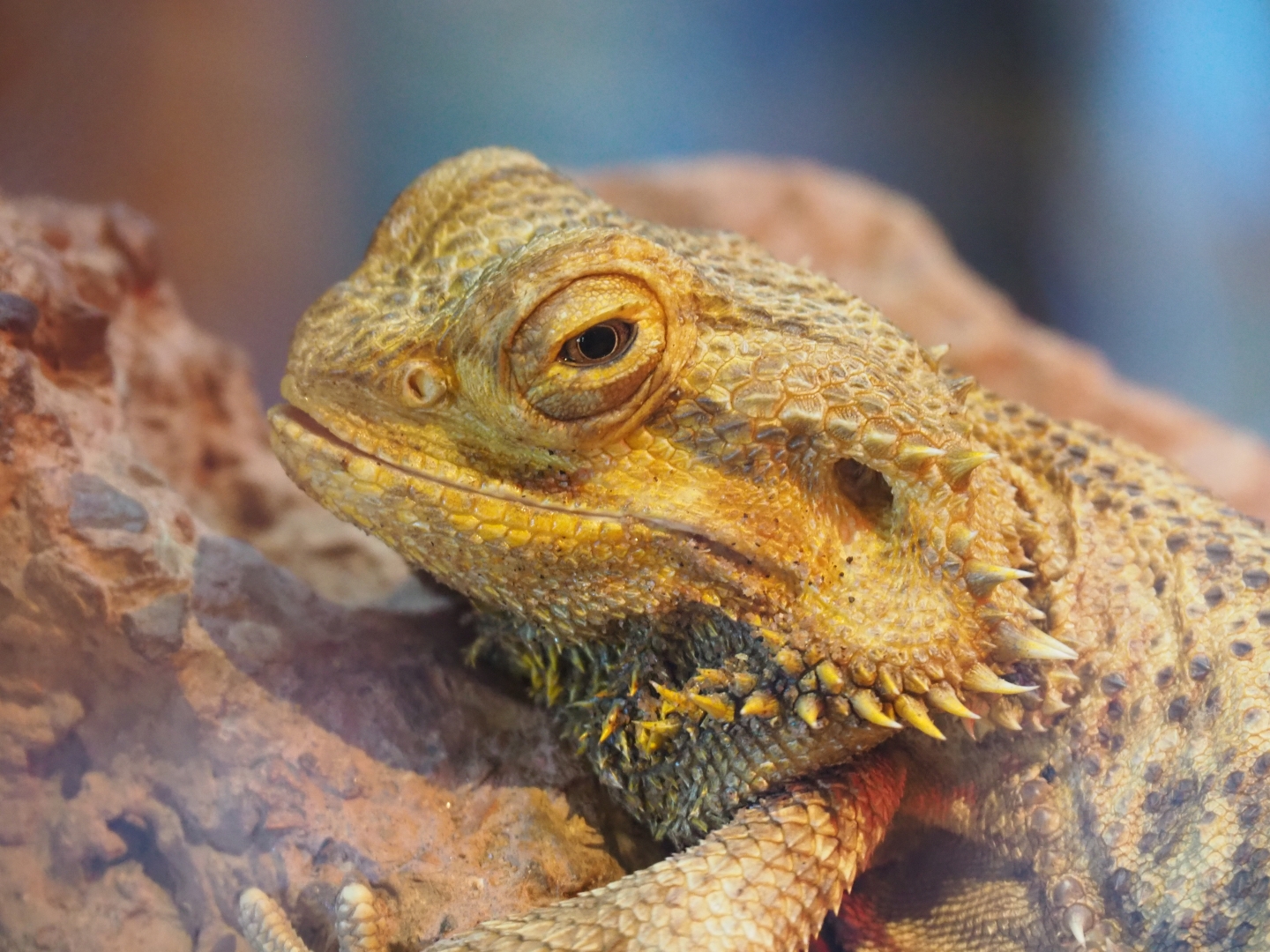 Central bearded dragon (Pogona vitticeps), Feb 16th, 2019