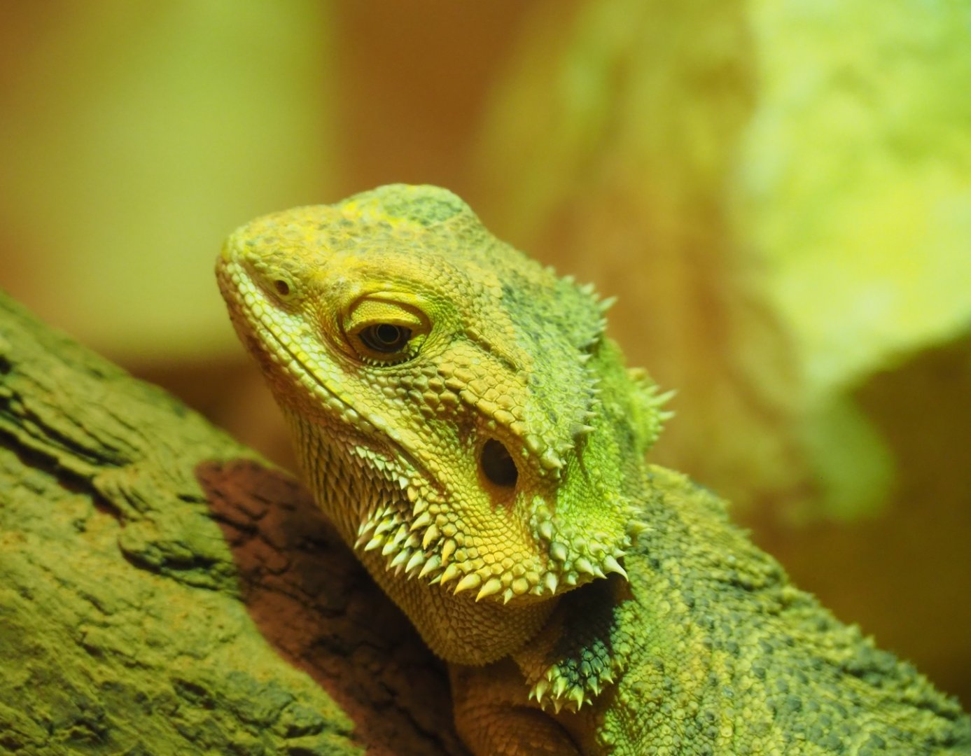 Central bearded dragon (Pogona vitticeps), Feb 27th, 2019