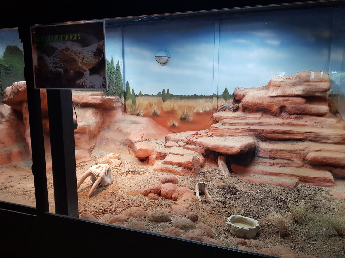 Central Bearded Dragon (Pogona vitticeps)Left Enclosure