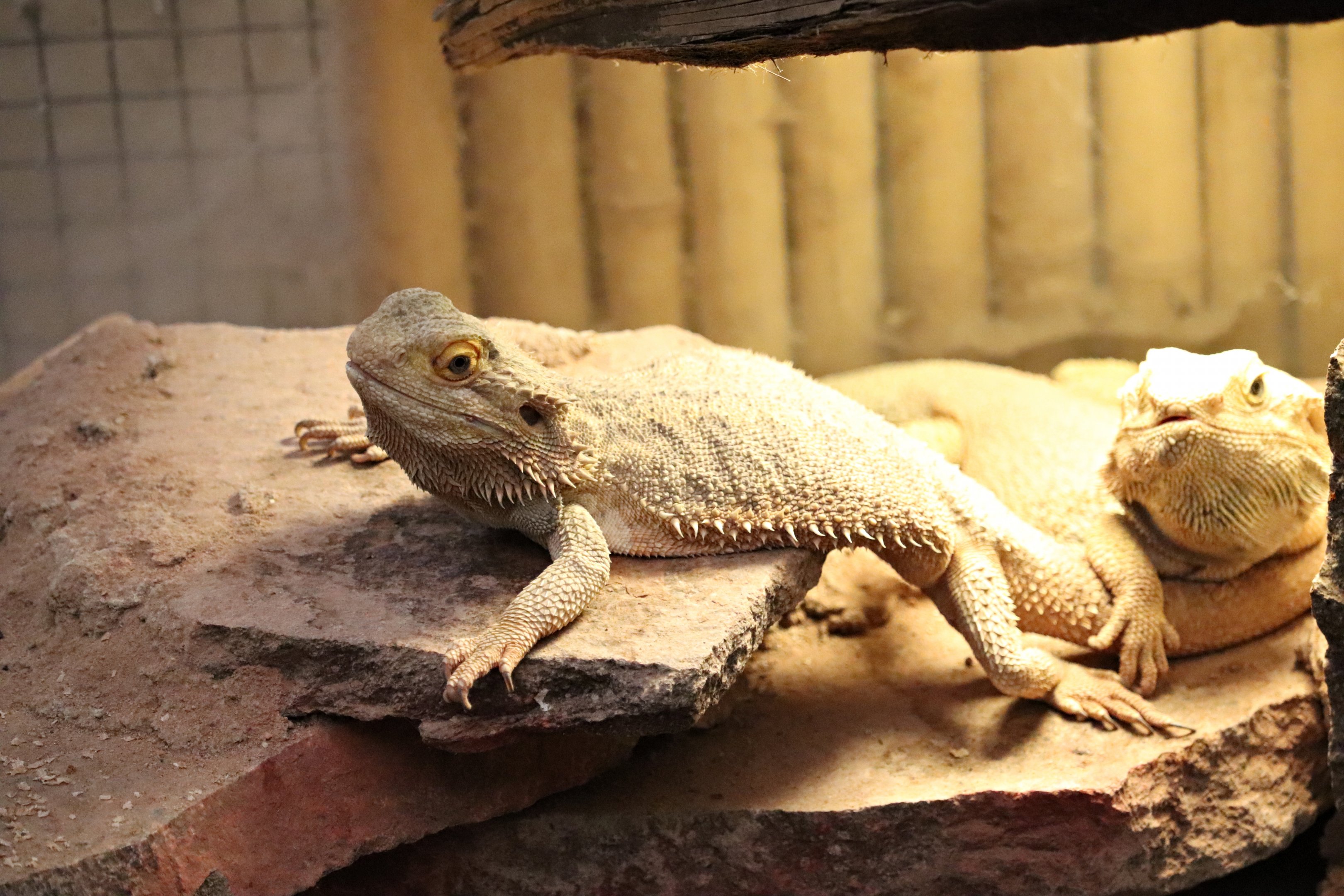 Central bearded dragon (Pogona vitticeps) - Paradieshalle