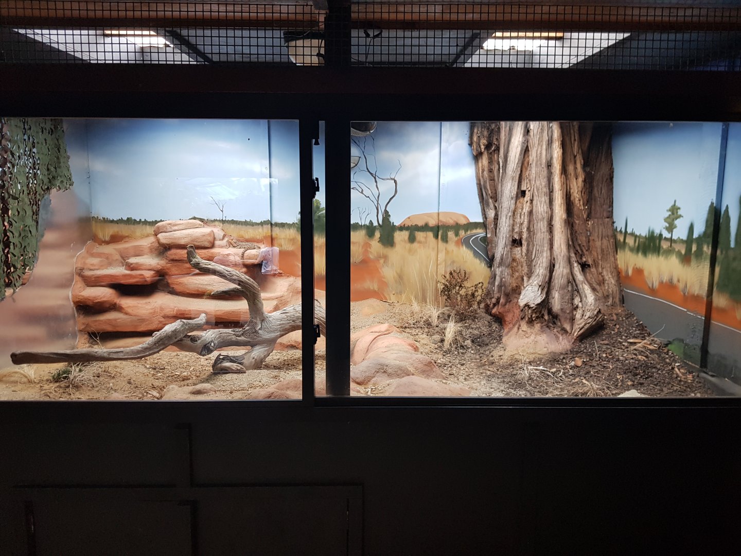 Central Bearded Dragon (Pogona vitticeps) Right Enclosure