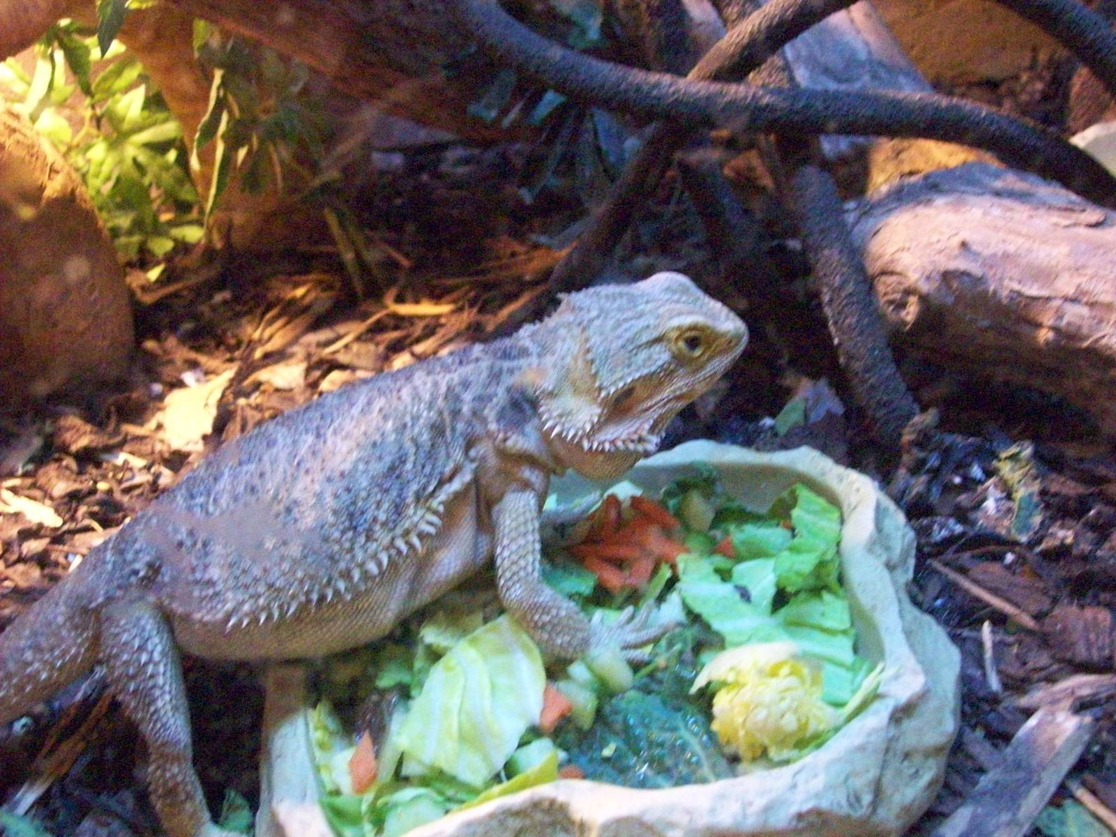 central bearded dragon (pogona vitticeps)