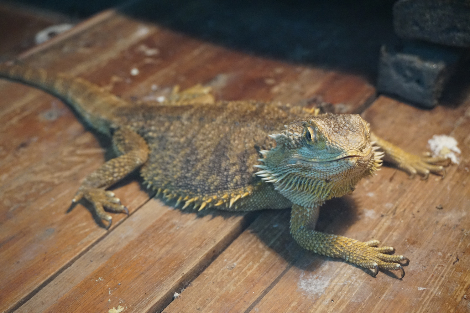 Central bearded dragon  (Pogona vitticeps)