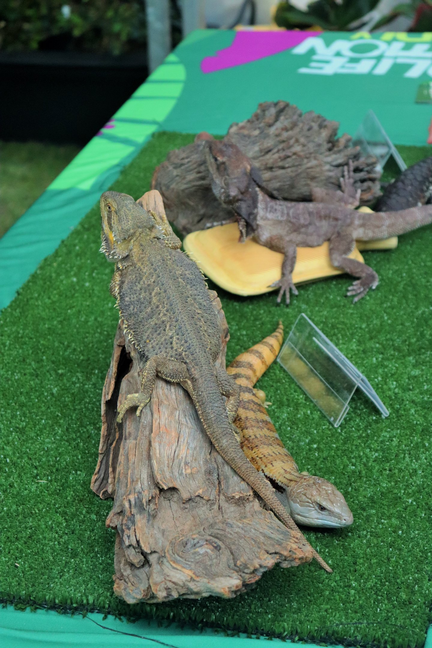 Central Bearded Dragon (Pogona vitticeps)