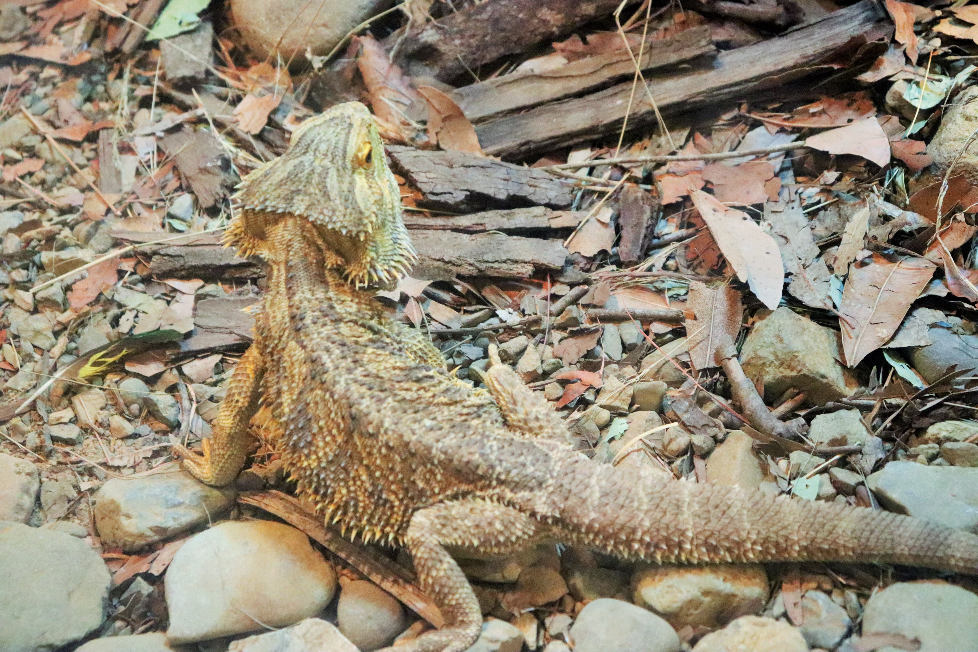 Central Bearded Dragon (Pogona vitticeps)