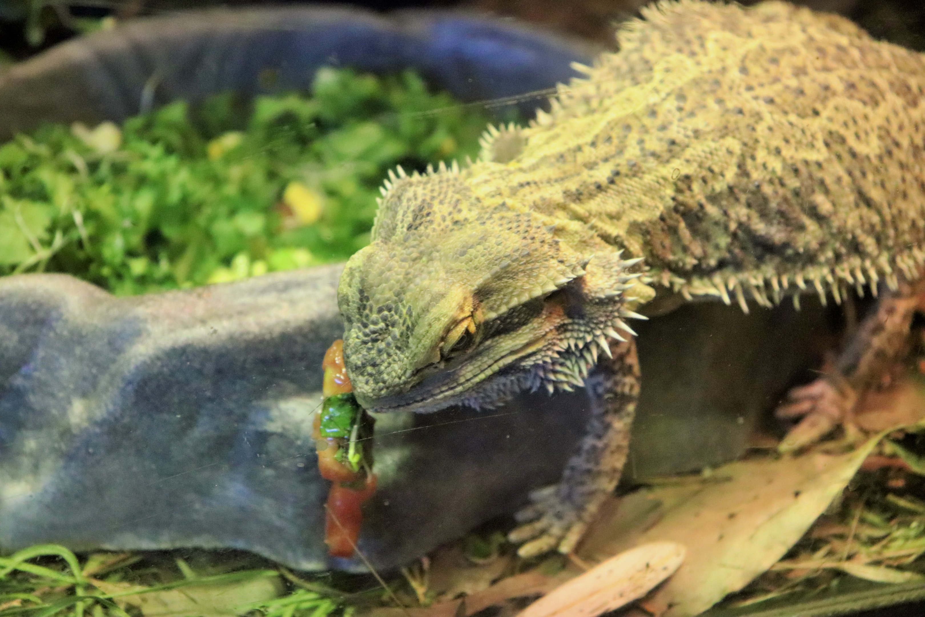 Central Bearded Dragon (Pogona vitticeps)