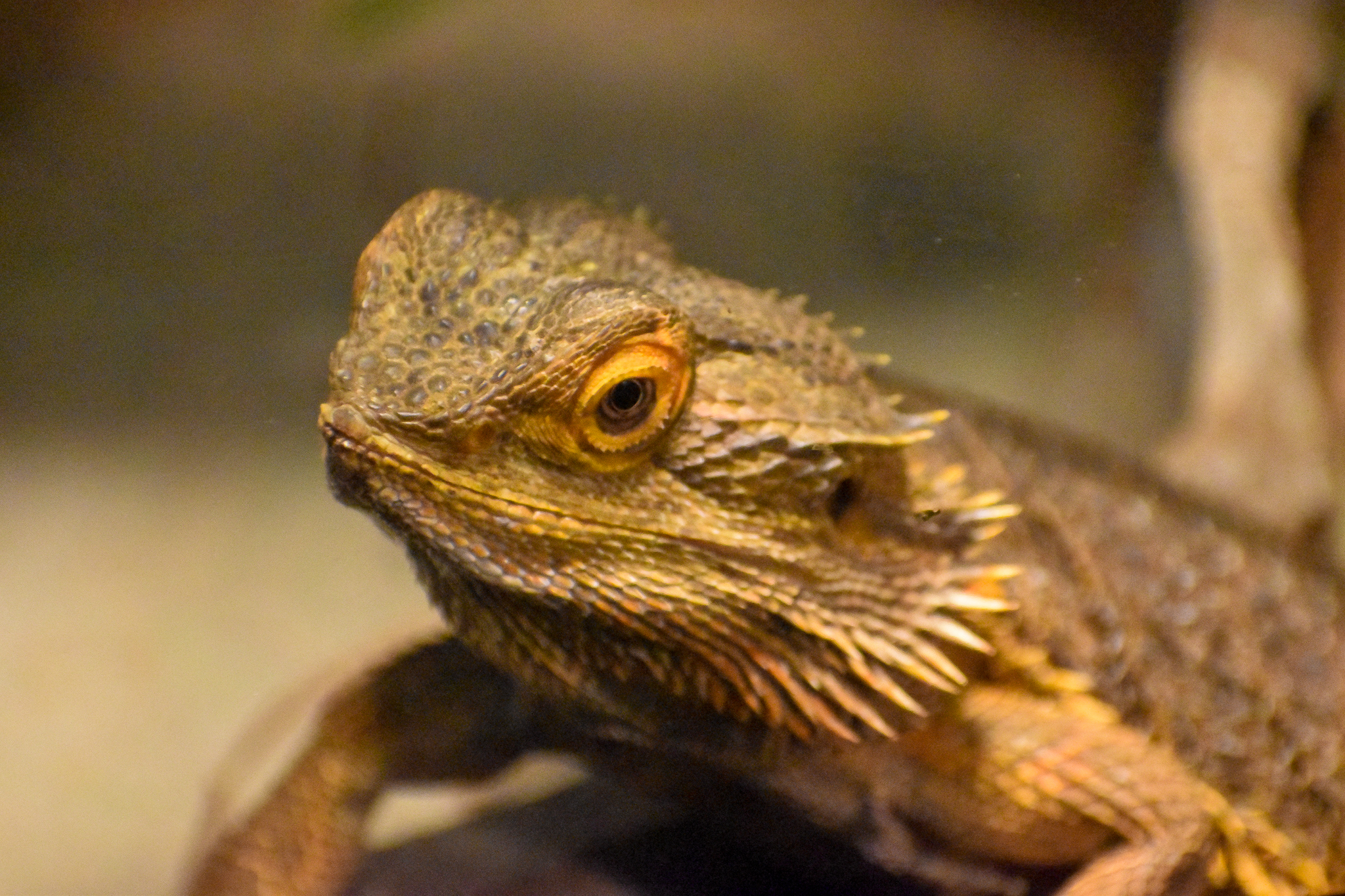 Central Bearded Dragon (Pogona vitticeps)