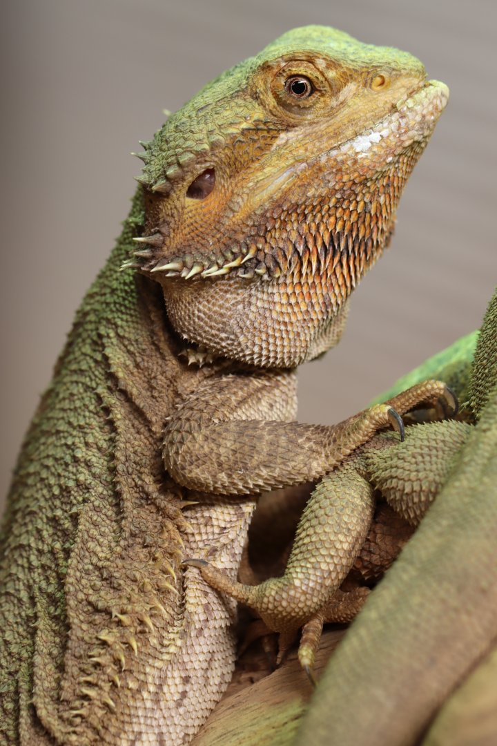 Central bearded dragon (Pogona vitticeps)