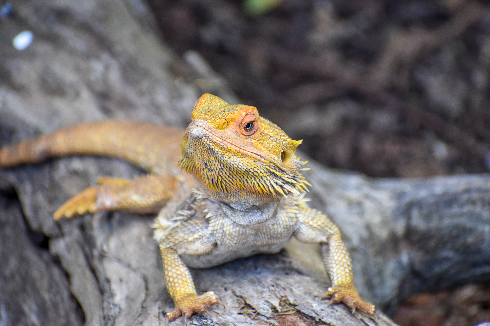 Central Bearded Dragon (Pogona vitticeps)