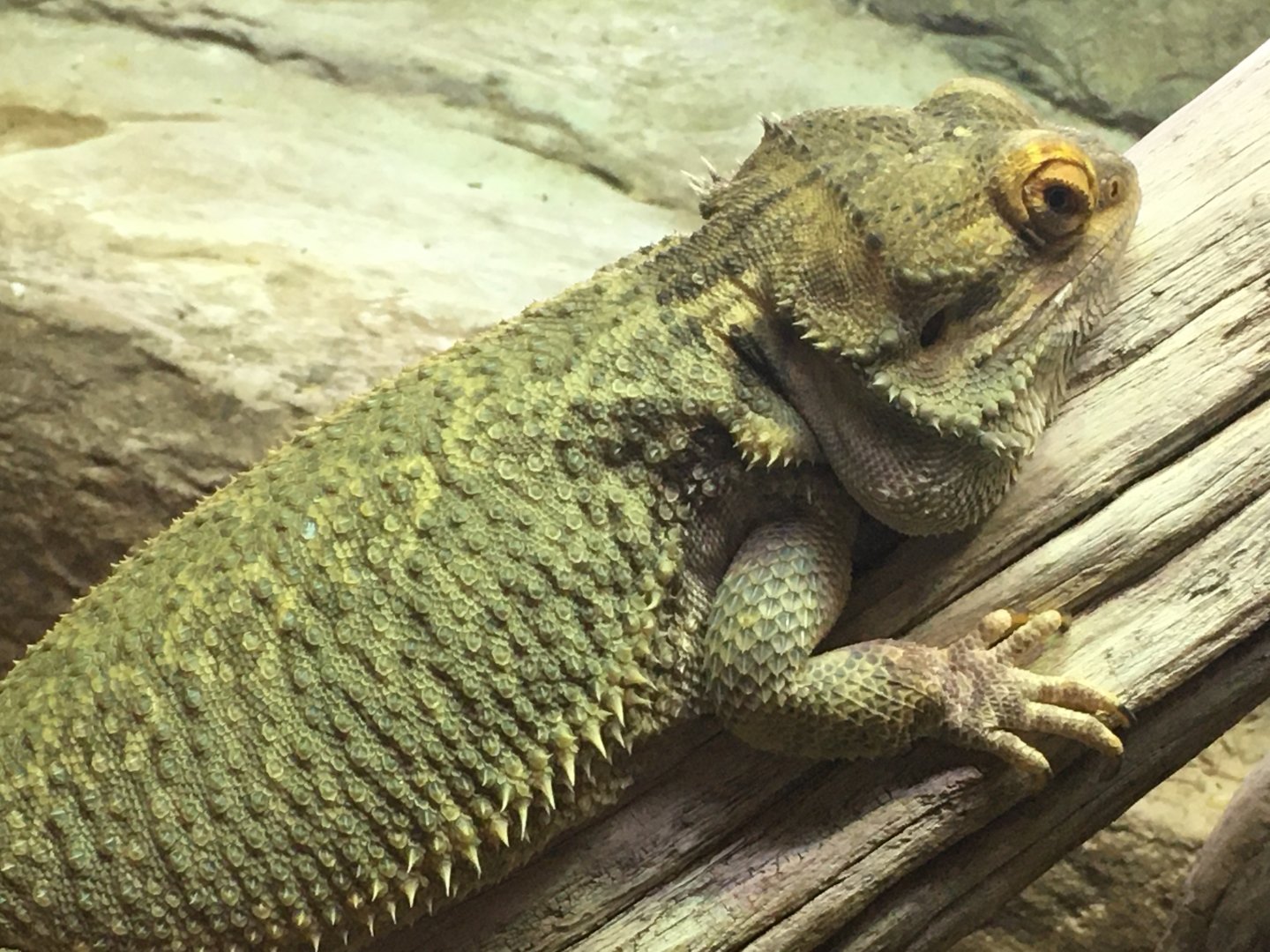 Central Bearded Dragon (Pogona vitticeps))