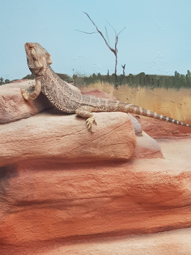 Central Bearded Dragon (Pogona vitticeps)