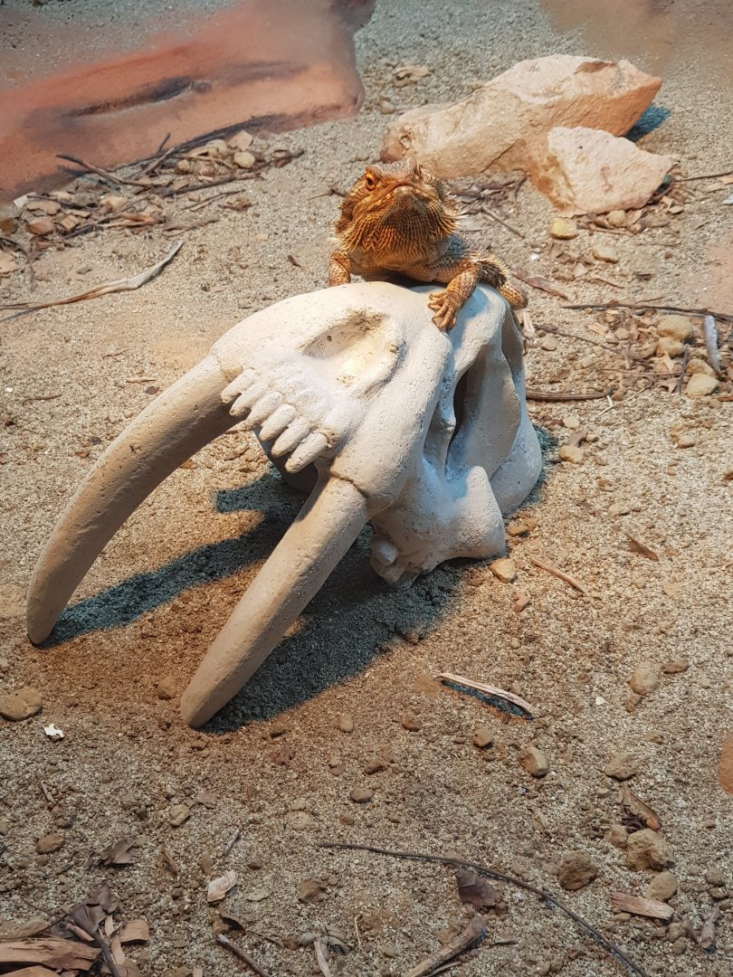 Central Bearded Dragon (Pogona vitticeps)