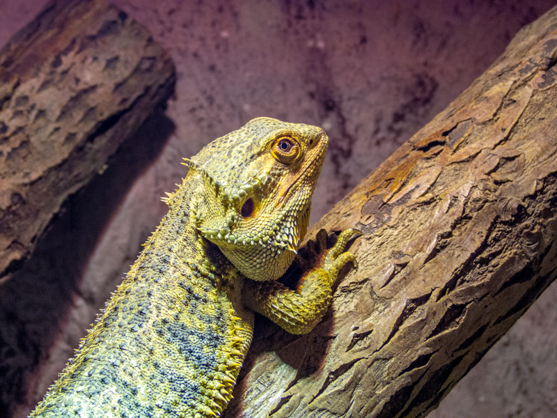 Central bearded dragon (Pogona vitticeps)