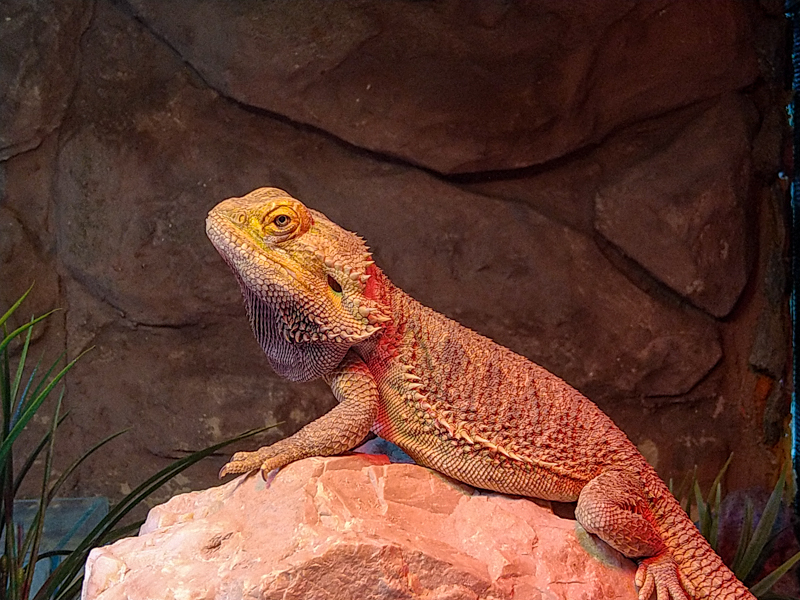 central bearded dragon (Pogona vitticeps)