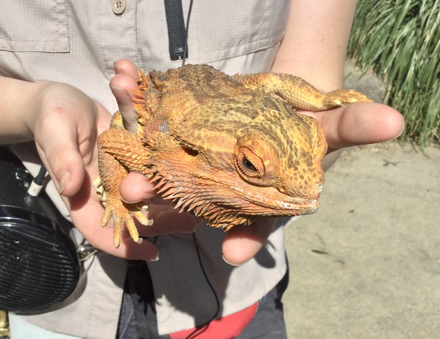Central bearded dragon (Pogona vitticeps)
