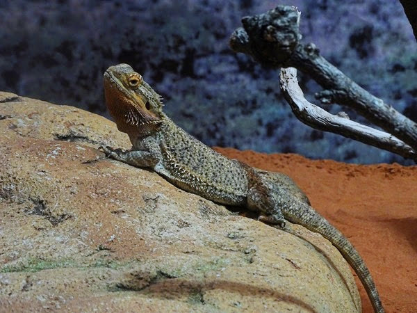 Central bearded dragon (Pogona vitticeps)