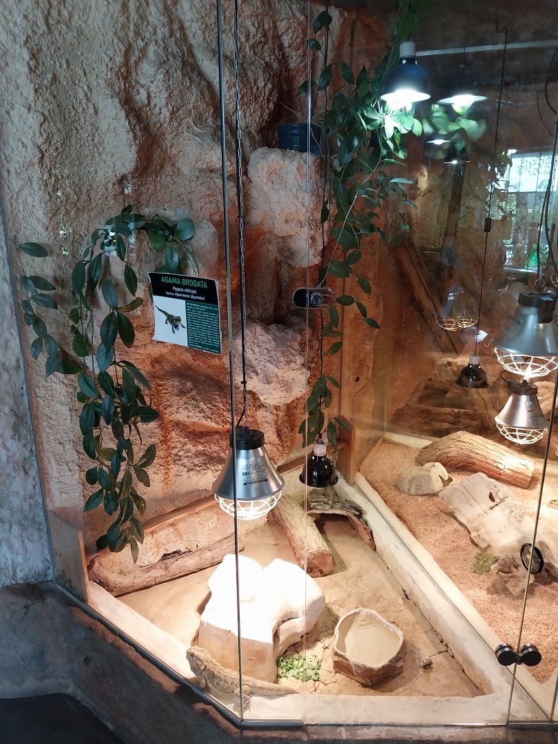 Central Bearded Dragon (Pogona vitticeps)