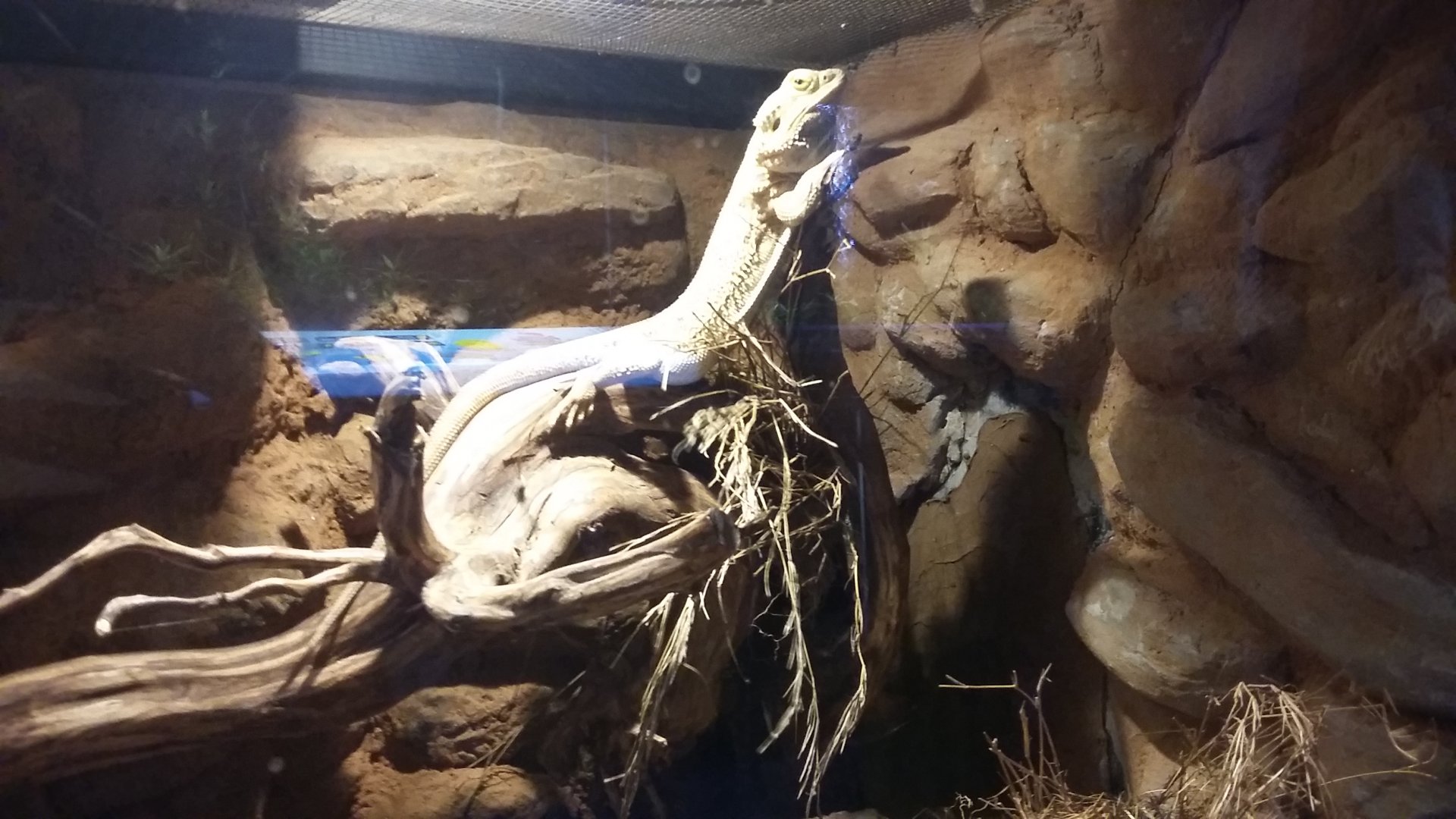 Central bearded dragon (Pogona vitticeps)