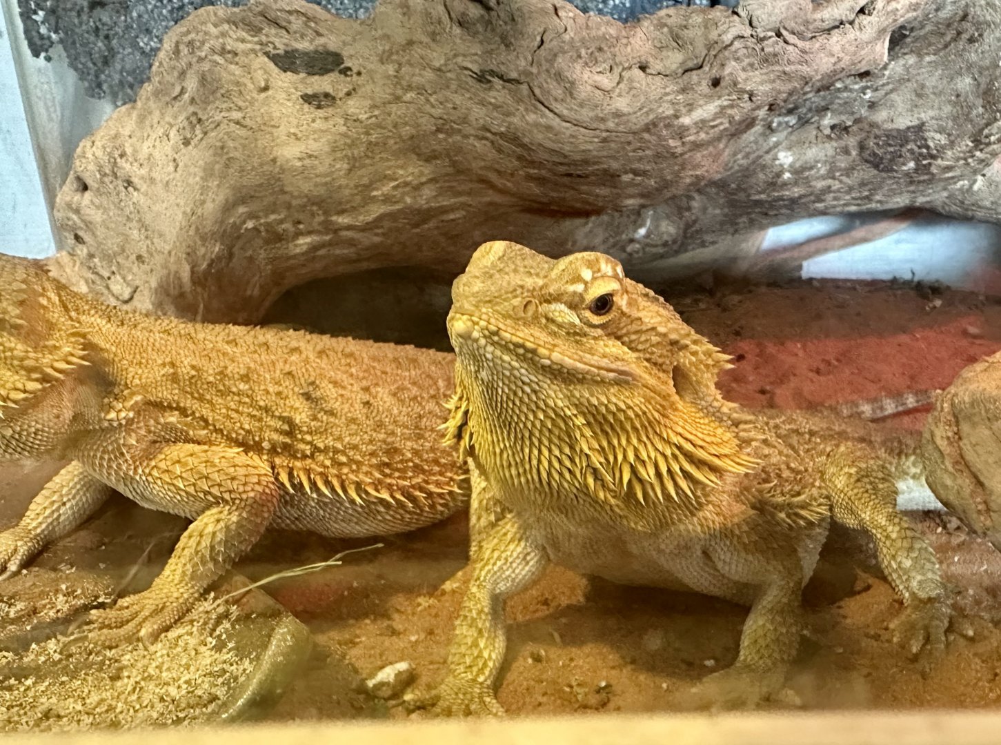 Central bearded dragon (Pogona vitticeps)