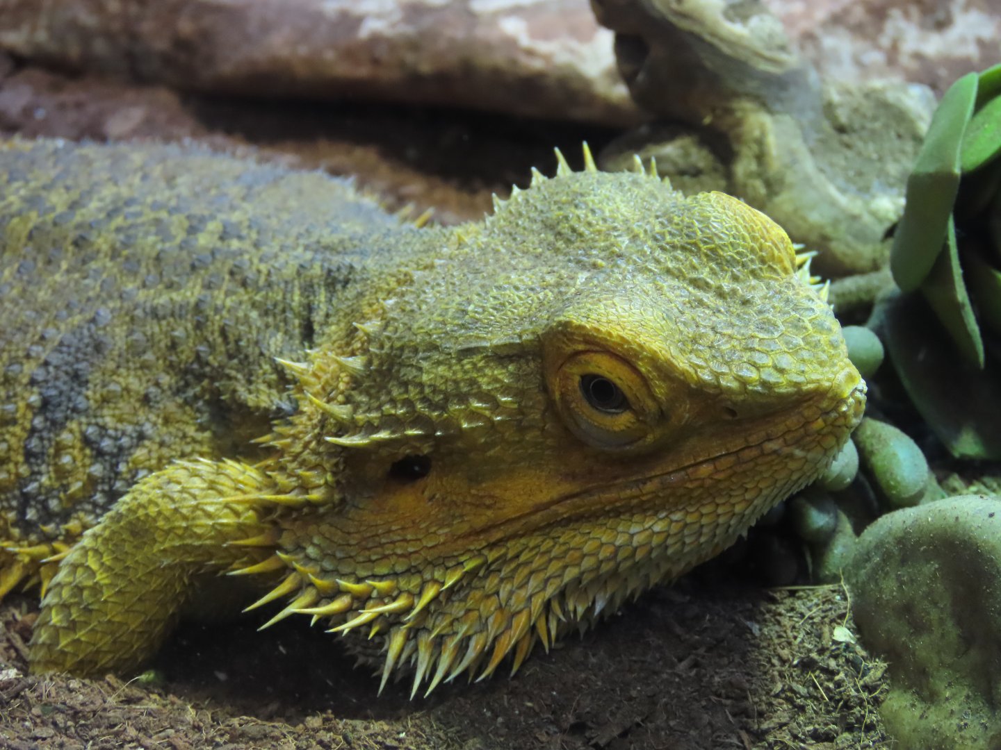 Central Bearded Dragon (Pogona vitticeps)