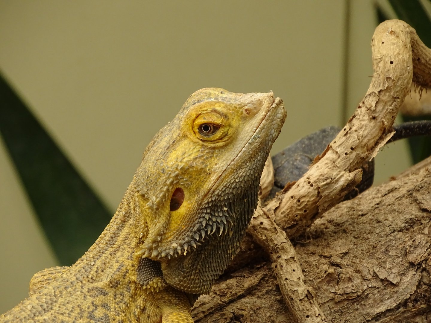 Central bearded dragon (Pogona vitticeps)
