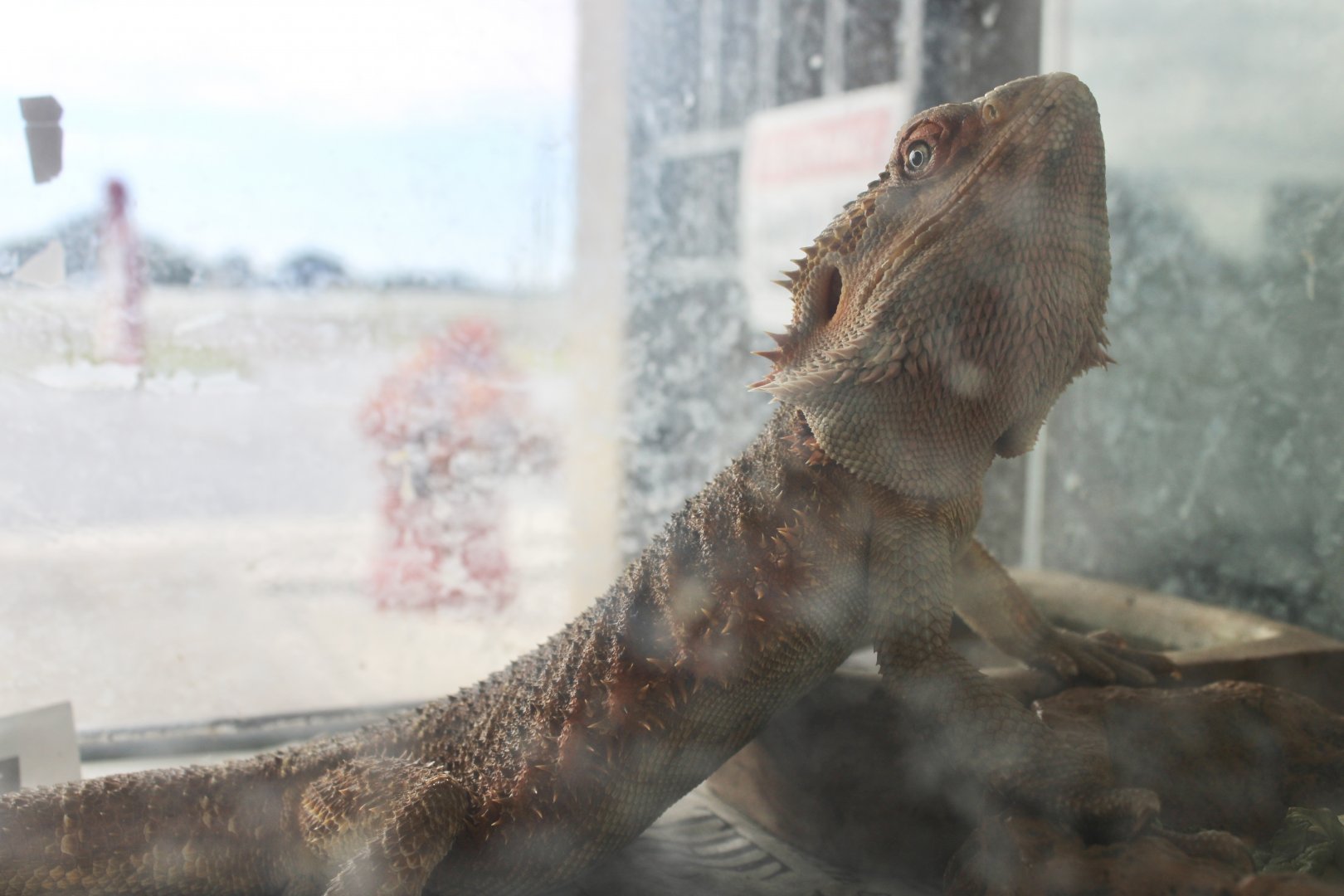 Central Bearded Dragon (Pogona vitticeps)