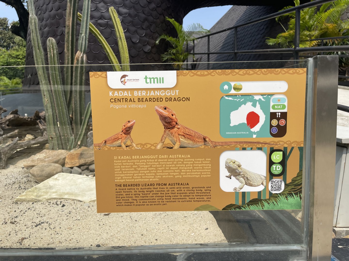 central bearded dragon signage - museum komodo