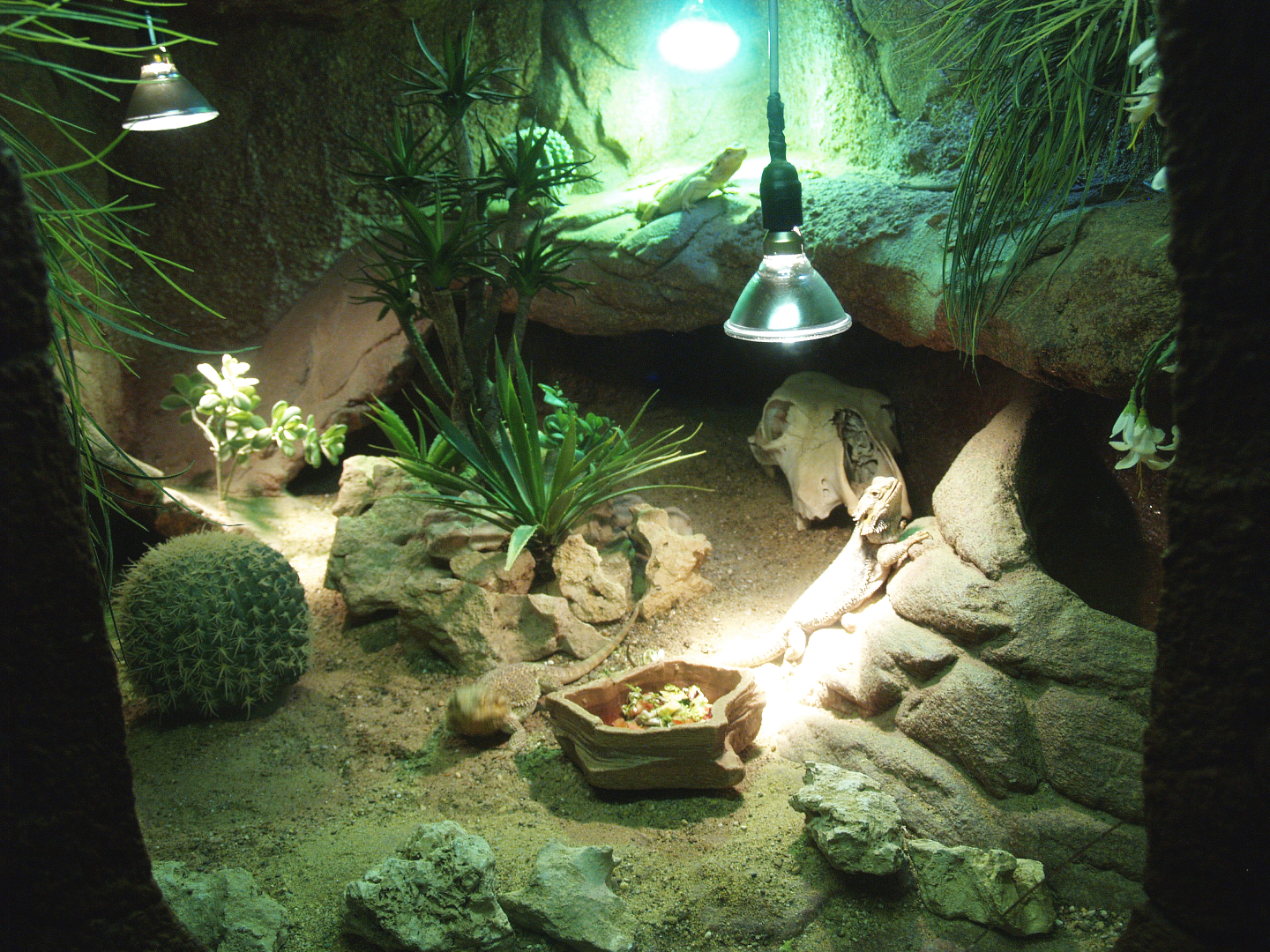 Central bearded dragon terrarium, 2014-02-16