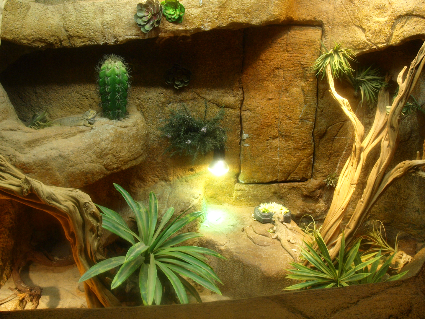 Central bearded dragon terrarium, 2017-02-06