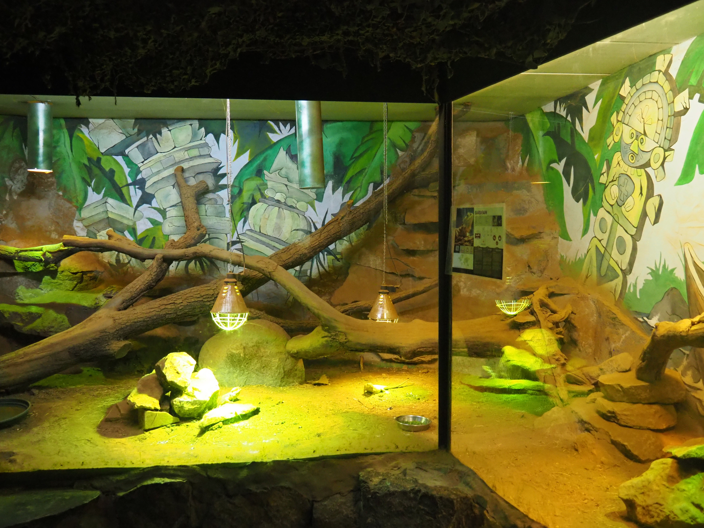 Central bearded dragon terrarium, 2019-08-04