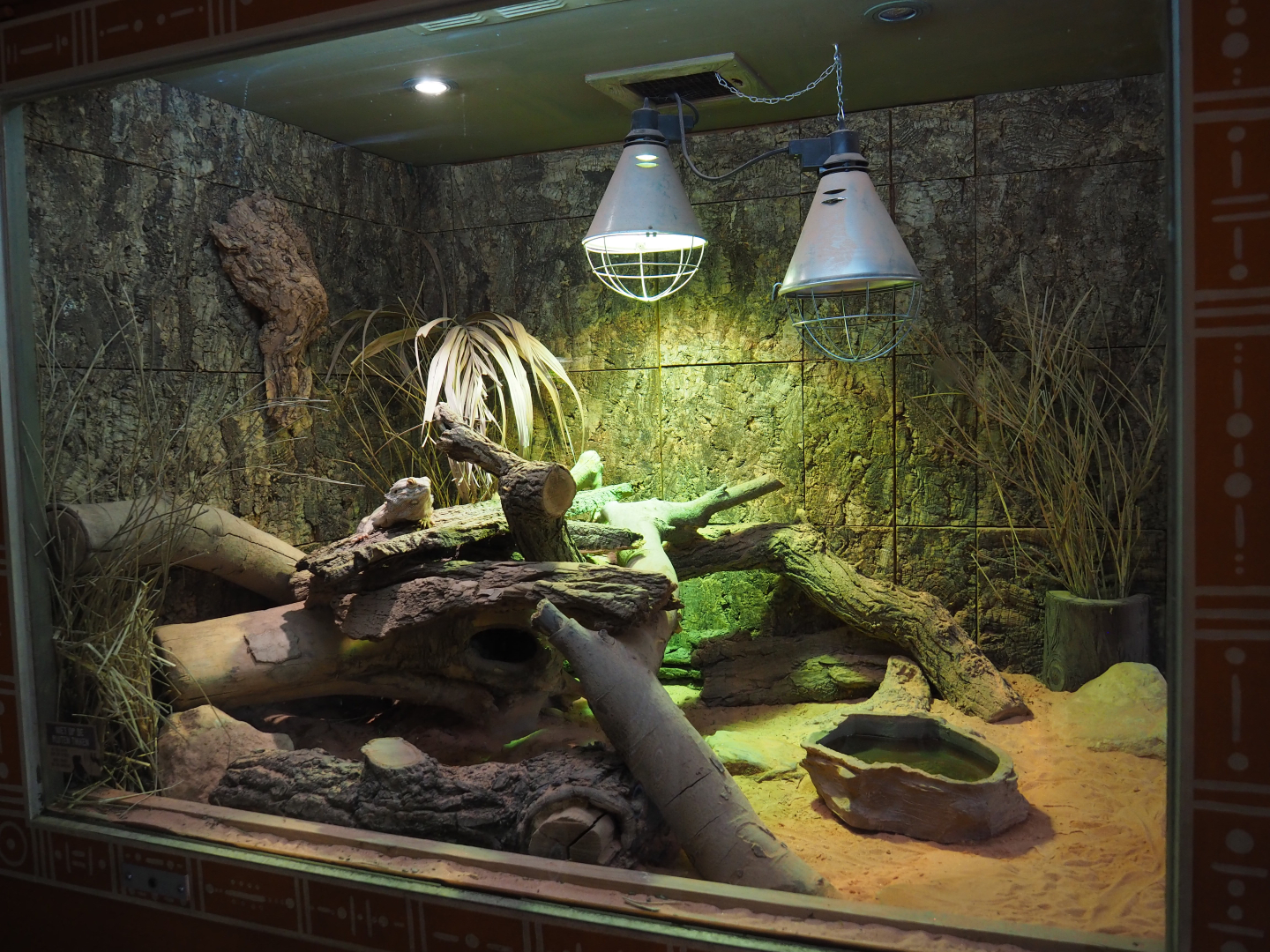 Central bearded dragon terrarium, 2020-09-16