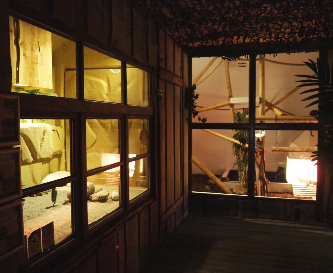 Central bearded dragon terrarium and Green iguana/Red-handed tamarin/Hermann's tortoise exhibit, 2020-09-12