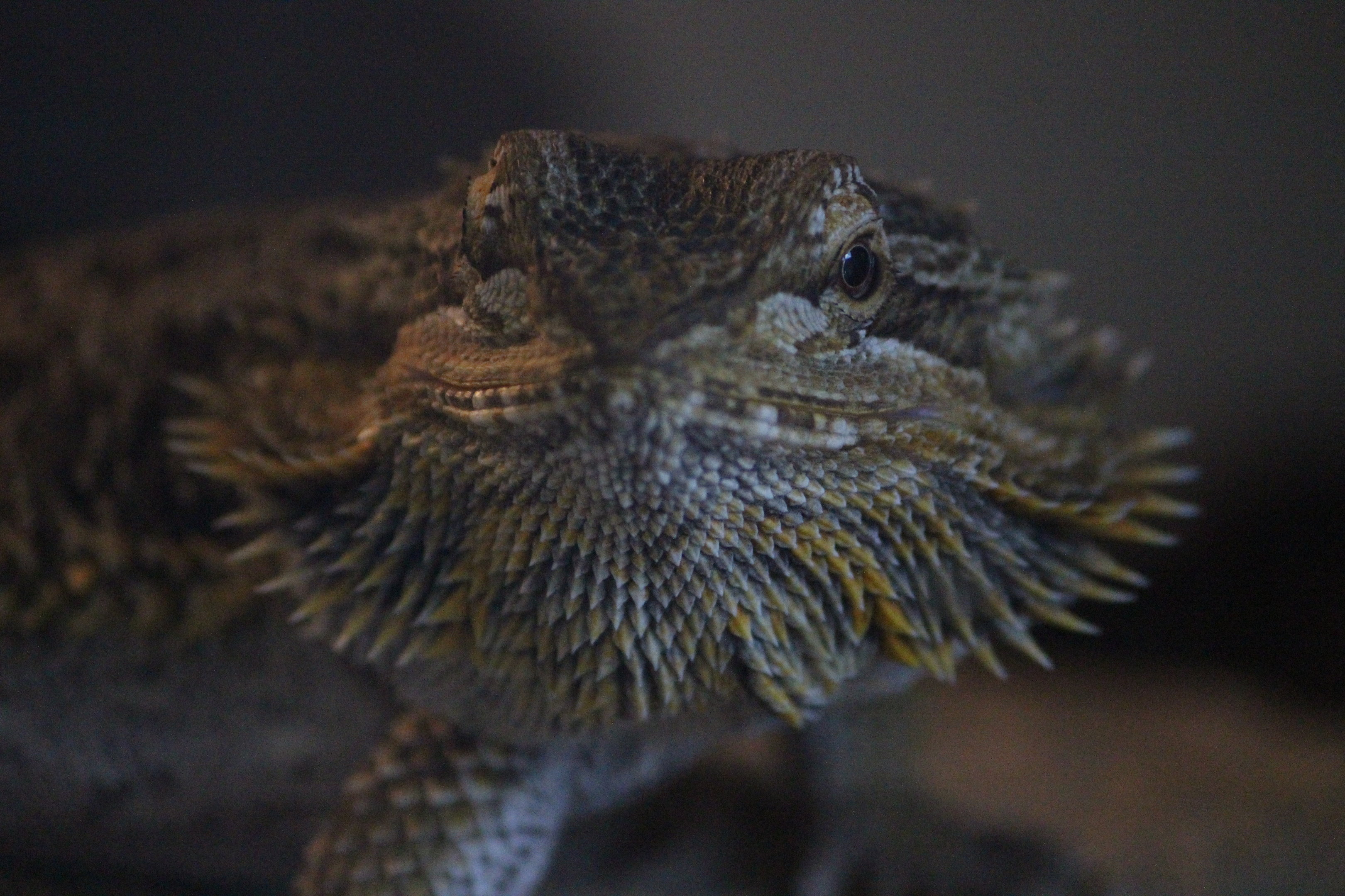 Central Bearded Dragon, Wildlife Foxton Trust