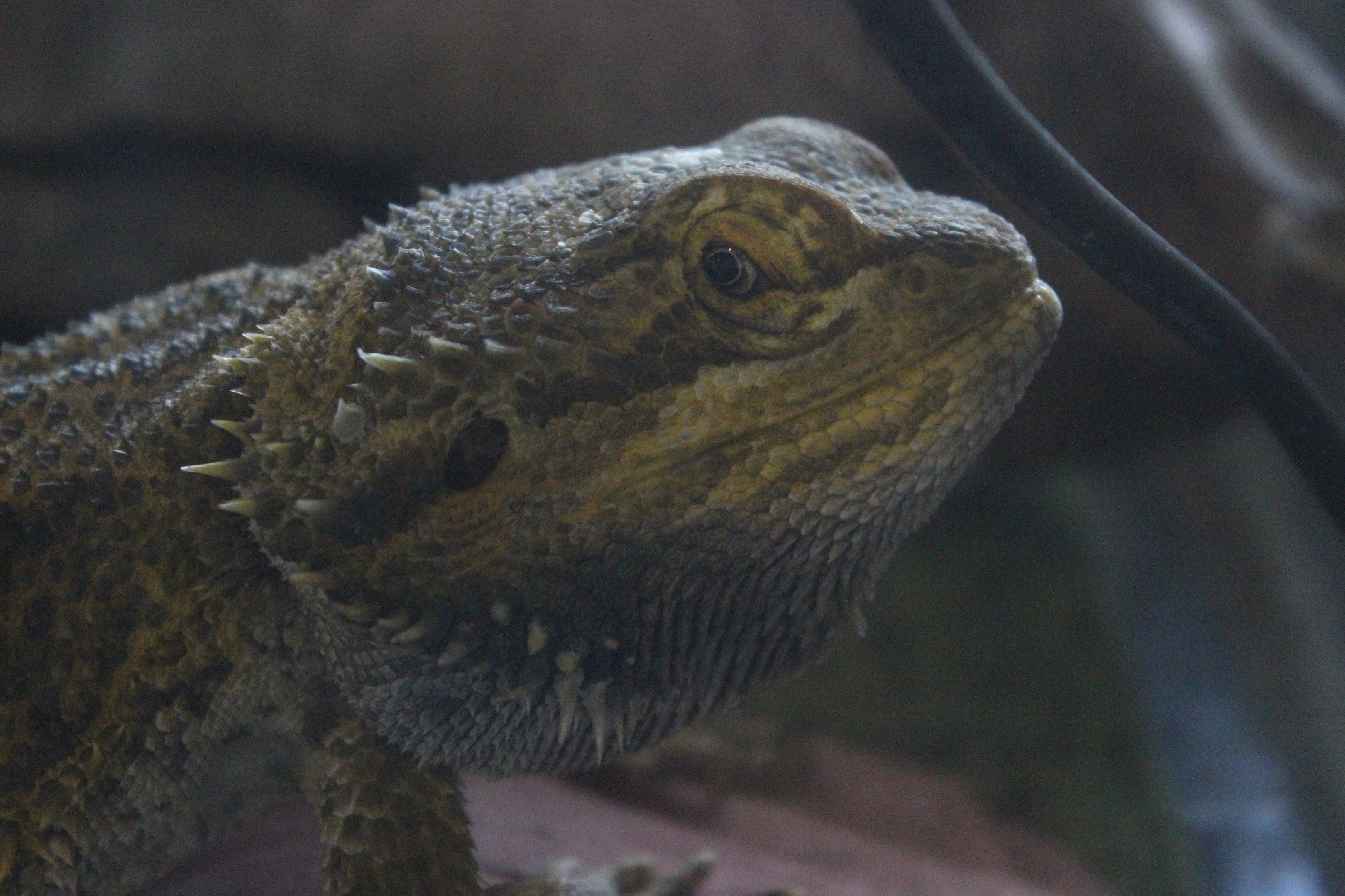 Central Bearded Dragon, Wildlife Foxton Trust